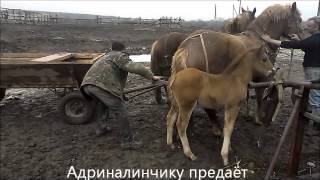 Норовистую кобылу запрягают в возSkittish mare harnessed [upl. by Blackmore]