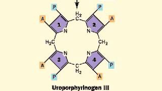 Biosynthesis of Heme porphyrin ring  Heme [upl. by Vtarj]