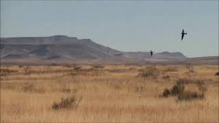 The Best Falconry Video of Them All HD  The Power of The Barbary Falcon by Tanner Schaub [upl. by Ahselet]