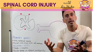 Spinal Cord Injury  What happens in the spinal cord after injury [upl. by Anerec]