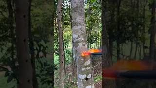 Tree Inoculation Explained In Hindi shorts viralvideo explainedinhindi [upl. by Anelak]