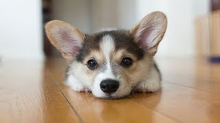 Cute and Funniest Corgi Puppies Videos Compilation [upl. by Cyrus]