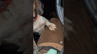 Treeing Walker Coonhound shares a cracker with me [upl. by Dorkus]