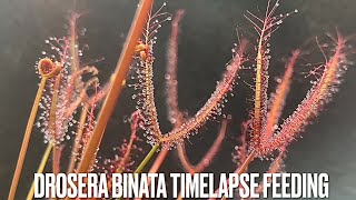 Drosera binata timelapse feeding [upl. by Thorma]