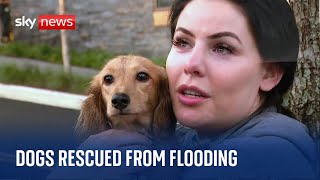 Tearful dog owners reunited with rescued pets [upl. by Eejan]