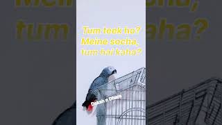 African grey Parrot Mukku is asking quotDhara tum teek hoquot😍😍 Talking Parrot Hindi speaking parrot [upl. by Lebar905]