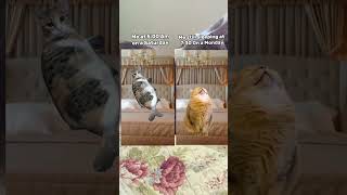 Me in bed Pov lol cat funny relatable animals [upl. by Orva]