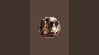 Guineadadampmom is live [upl. by Dena253]