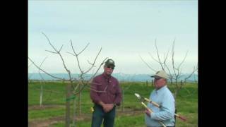 Pistachio Pruning amp Training  Years 3 to 5 [upl. by Milburt412]