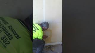 How to remove extremely hard pvc glued wallpaper [upl. by Lowe704]