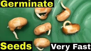 How to Germinate Seeds Fast Scarification [upl. by Naugan]