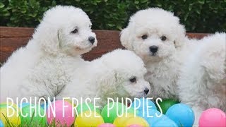 Bichon Frise Puppies [upl. by Lole646]