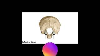 Occipital Bone Anatomy  Cranial Osteology 9 mbbs doctor anatomyandphysiology [upl. by Hasseman]