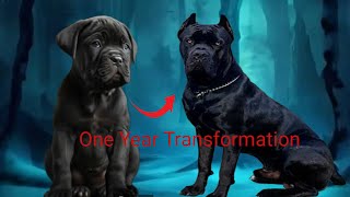 Cane Corso Growing Up🔥  Cane Corso Transformation [upl. by Yendroc]