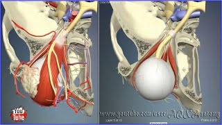 Eye orbit bones above  3D Human Anatomy  Organs [upl. by Idell698]