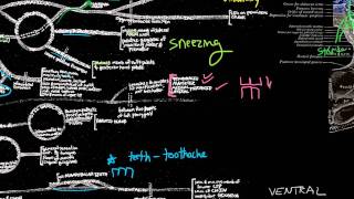 CN V  Trigeminal nerve anatomy and clinical aspects [upl. by Starks]