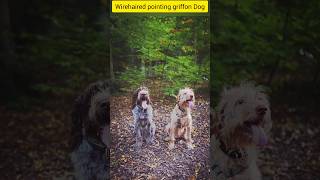 Wirehaired pointing griffon Dog 🐕 shorts griffon dog doglover [upl. by Bolen288]