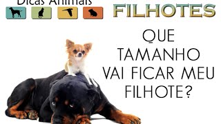 QUE TAMANHO VAI FICAR MEU FILHOTE [upl. by Eillat]