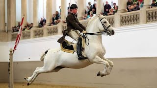 Lipizzaners The Ballerinas of the Horse World [upl. by Aimekahs704]