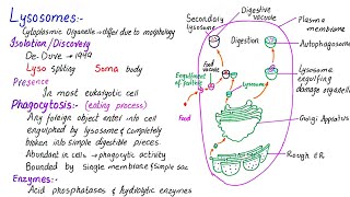 Lysosomes structure and function  class 11 [upl. by Mariann410]