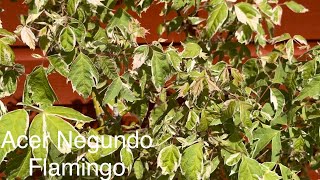 ACER Negundo Flamingo Tree or Shrub Stunning Variegated Foliage Garden Statement Plant [upl. by Aiuqram]