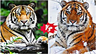 The Bengal Tiger vs the Siberian Tiger [upl. by Adneram519]