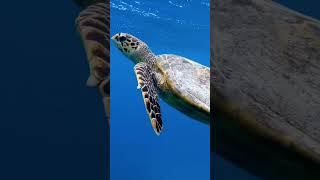 sea Turtle shorts tamil tamilvoiceover twinfacts [upl. by Kilby]