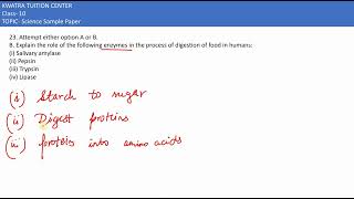 23 b Explain the role of the following enzymes in the process of digestion of food in humans [upl. by Mcguire]