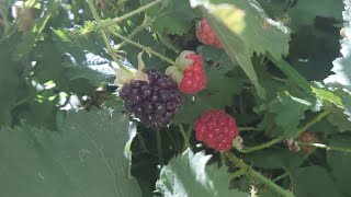 Loganberries  black rasberry from my little garden [upl. by Mahau617]