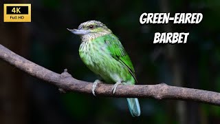 Amazing Birds of Thailand  The Greeneared Barbet  2024 [upl. by Gregrory]