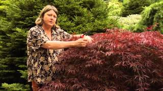 How to Prune Japanese Maples  Instructional Video w Plant Amnesty [upl. by Simson520]