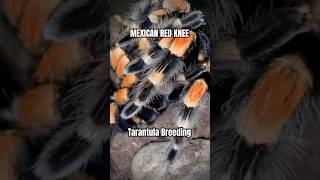 Mexican Red Knee Tarantula Breeding brachypelmahamorii youtubehighfive [upl. by Benzel]