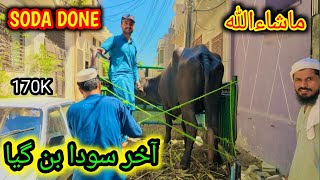 Alhamdulillah Peshawar Kala Mandi Me Soda Done Maweshi Mandi Pakistan Qurbani 2024 Bakra Eid 2024 [upl. by Albertina]