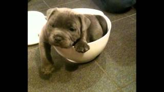 Blue english staffordshire bullterrier puppy [upl. by Nolubez]