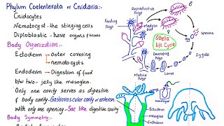 Phylum Coelenterata  phylum Cnidaria  General characteristics of phylum Cnidaria  class 11 [upl. by Ardnat]