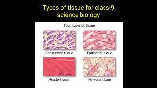 Types of tissue for class  9 science biology epithelial tissue connective tissue muscles tissue [upl. by Nylednarb346]