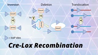 CreLox recombination floxing [upl. by Melburn]