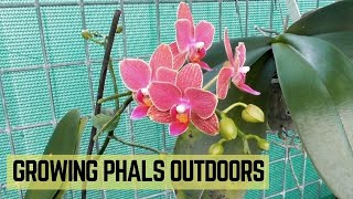 Growing Phalaenopsis orchids outdoors  Transitioning from indoors [upl. by Finella]