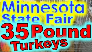 MN State Fair 35 Pound Tom Male Turkeys [upl. by Anikahs]