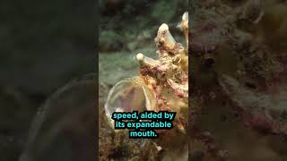 Frogfish Facts [upl. by Asyar]