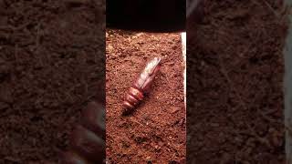 Hornworm pupae hatchinghere comes the hawk moth [upl. by Melloney]