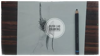 Bush Lab drawing [upl. by Zachary]