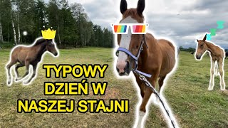 Typowy dzień w naszej stajni [upl. by Clare694]