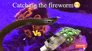 How to catch a bristleworm fireworm in a reeftank [upl. by Aiclid999]