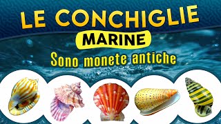 Le Conchiglie marine sono monete antiche ► Puntata 197 [upl. by Wyler]