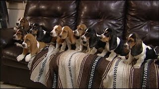 11 Eight Week Old Basset Hound Puppies Posing for Pictures [upl. by Yecaj388]