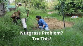 Dont Let Nutgrass Take Over The Surprising Fix You Need Now [upl. by Gerhardt918]