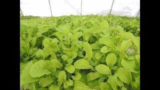 PLANTING HYDROPONIC ARUGULA From Start to Finish [upl. by Kevina]