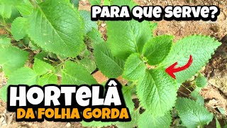 Para que serve a Hortelâ da folha gorda Beneficios do Malvariço  What is this plant for [upl. by Nitsruk748]