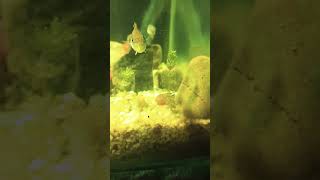 Aquarium plants growth aquariumfish freshwaterfish angelfish fishing fish mollytank mollyfish [upl. by Dasie]